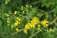 Jacobaea aquatica