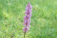 Gymnadenia conopsea