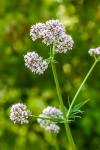 Valeriana officinalis