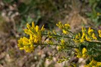 Genista tinctoria