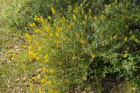Genista tinctoria