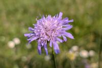 Scabiosa columbaria