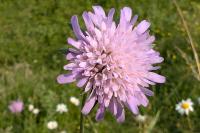Scabiosa columbaria