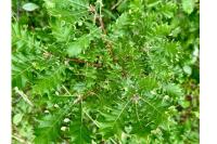 Quercus pubescens