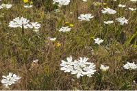 Orlaya grandiflora