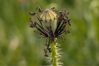 Papaver rhoeas