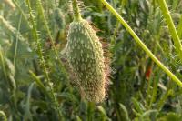 Papaver rhoeas