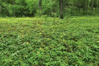 Hypericum calycinum