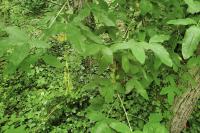 Laburnum anagyroides