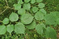 Tilia cordata