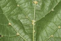 Tilia cordata