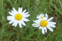 Anthemis cotula