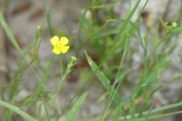 Ranunculus flammula
