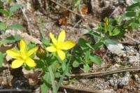 Hypericum humifusum