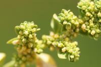 Herniaria glabra