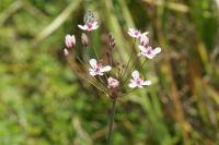 Butomus umbellatus