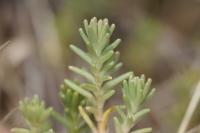 Sedum sexangulare
