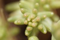 Sedum sexangulare