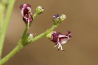 Scrophularia canina