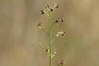 Scrophularia canina