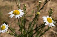 Tripleurospermum inodorum
