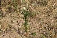 Tripleurospermum inodorum