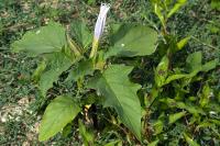 Datura stramonium