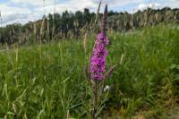Lythrum salicaria
