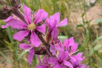 Lythrum salicaria
