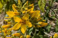 Lysimachia vulgaris