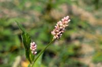 Persicaria maculosa