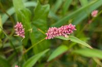 Persicaria maculosa