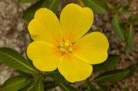 Ludwigia grandiflora