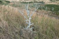 Onopordum acanthium