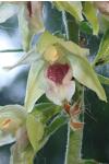 Epipactis muelleri