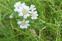 Achillea ptarmica