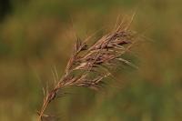 Anisantha madritensis