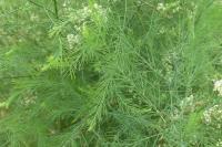 Asparagus officinalis