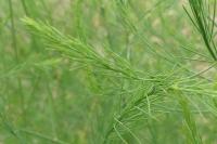 Asparagus officinalis