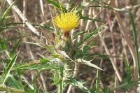 Carthamus lanatus