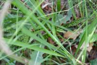 Dactylorhiza maculata