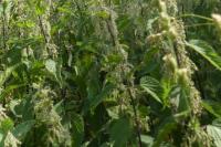 Urtica dioica