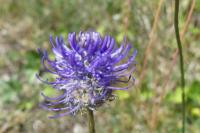 Phyteuma orbiculare