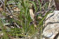 Phyteuma orbiculare