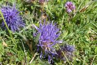 Carthamus mitissimus