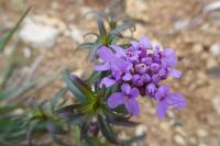 Iberis umbellata