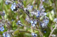 Myosotis ramosissima