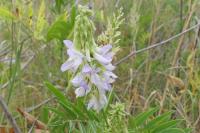 Galega officinalis