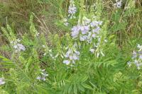 Galega officinalis