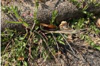 Lactuca saligna